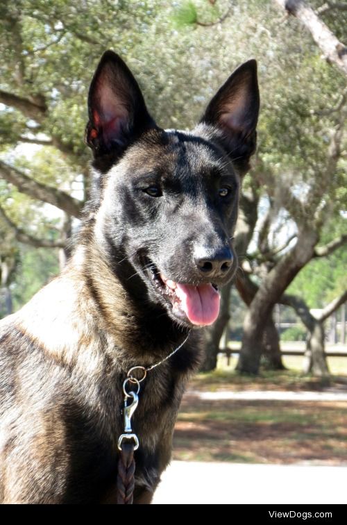 Voodoo – Belgian Malinois