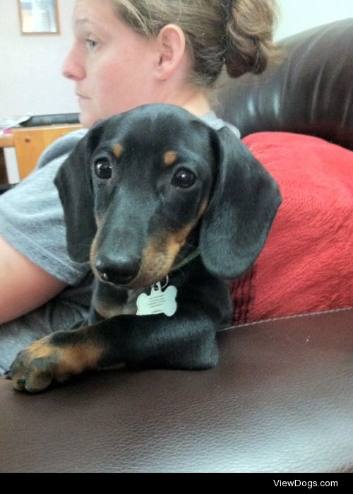 Our boy Remington, sitting like “The Most Interesting Dog In The…