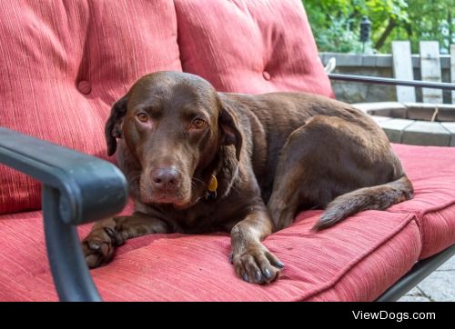 Coco the Introspective Chocolate Lab