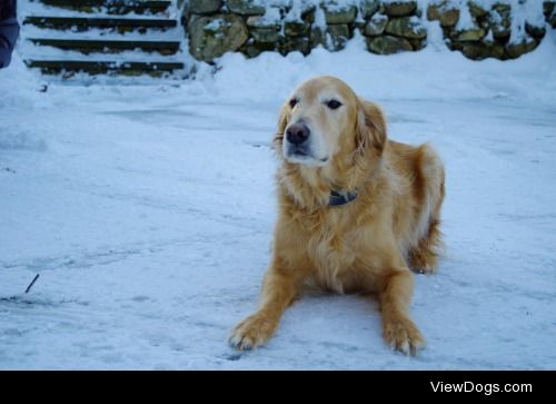 asalightinthedark:

Just a dog on a snowy day