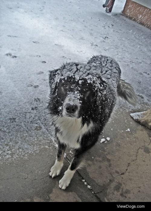 Hercules the tornjak: snow is his favourite weather!