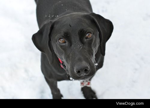 My beautiful rescue lab Maui playing in the first snow of 2015
