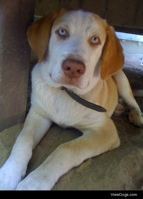 My dog Mendelssohn when he was a puppy:)