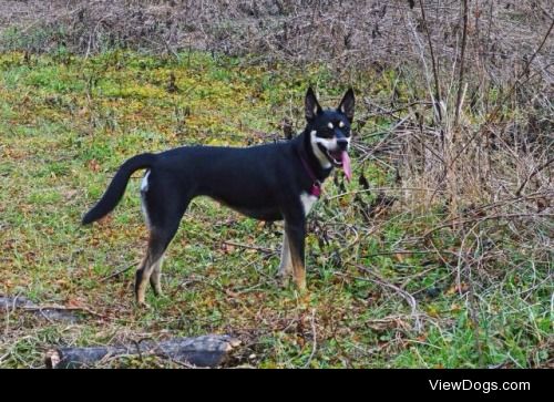 This is my princess Ava, she is half shepherd half husky. She…