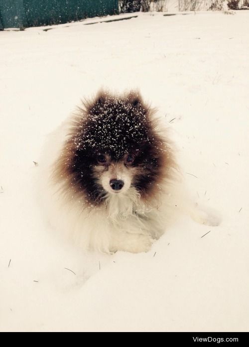 Bear
10 year old Pomeranian 