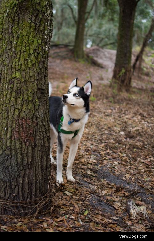 huskyhuddle:

Balto loves the trees.
Jan. 2015