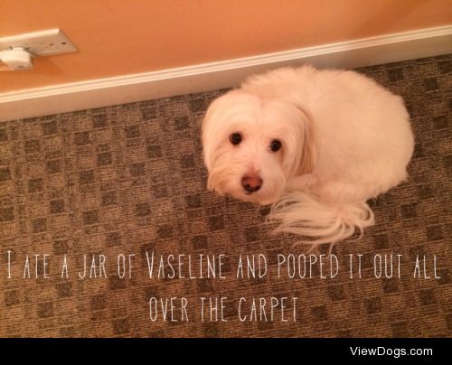 New year, new carpet

I ate a jar of Vaseline and pooped it out…