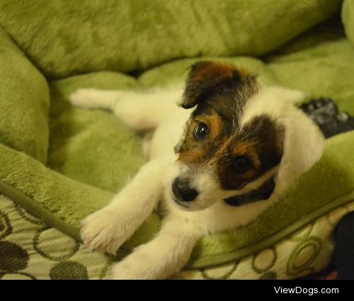 love nugget…(Archie, the twelve week old jack russell pup with…