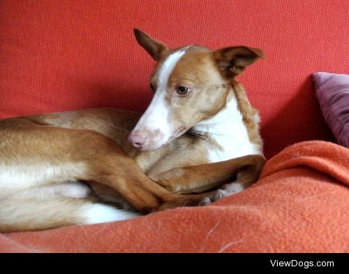 Resting Cody, Podenco.