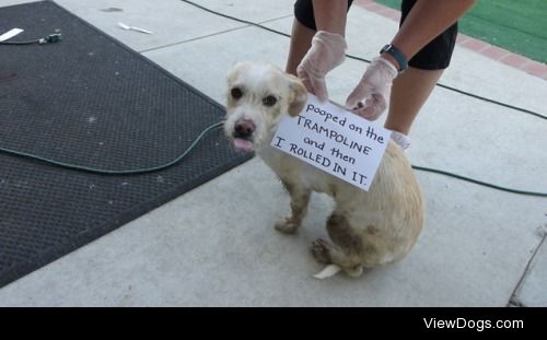 Stop, poop, and roll

While my family was at church, I pooped on…