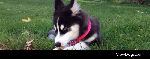 A picture of Bella from the summer, she was about  4 months old….