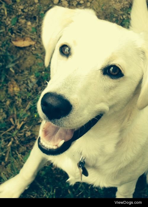 This is Izzy, a one year old Husky/Lab mix!