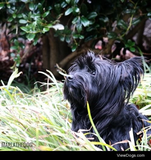 Marla the Yorkie Poo!