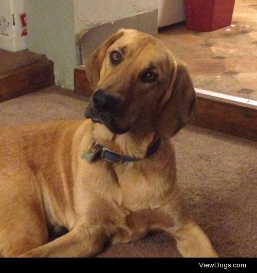 This is Renington AKA slobber-face. He’s half bloodhound and…
