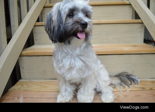 Bentley the Havanese