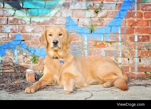 Bilbo, Golden Retriever, Career Changed Service…