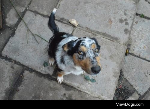 Tilly is a 7 month old kelpie/collie cross. She loves ripping…