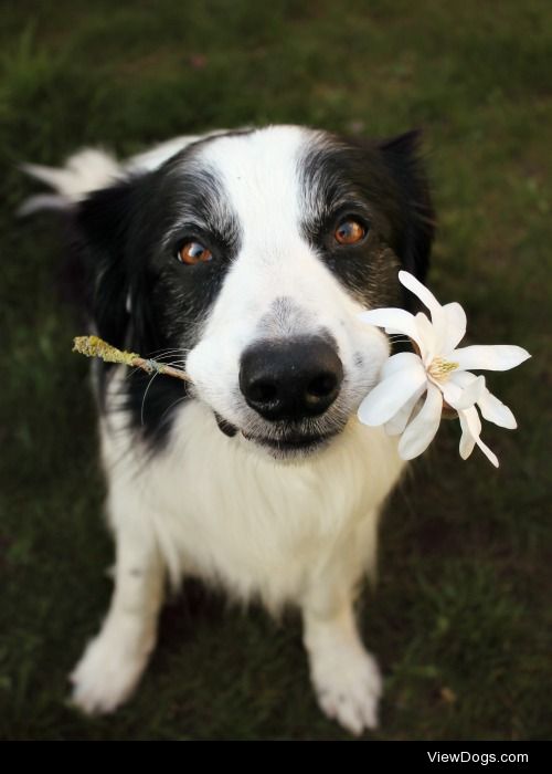 megpricephotography:

Collie-flower.