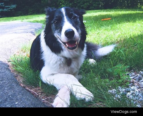 Fred chillin’ on a hot Summer day.