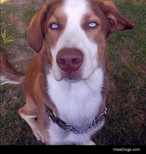 This is my 1 year old husky mix Otis! Love him so much…