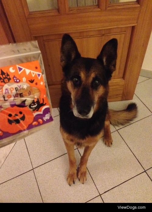 Wolf, my 15 years old German Sheperd during Halloween’s night…