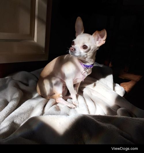 Marie, a 4lb chihuahua from Chicago, IL.