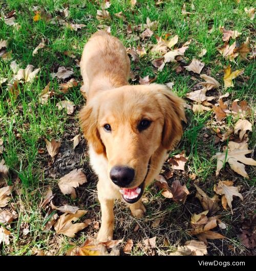 Onslow the 8 month old golden.