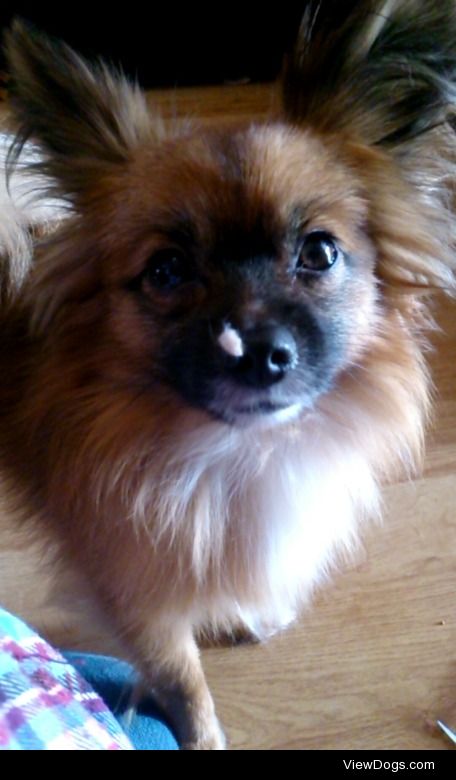 Alex,  a year and a half old toy pom x papillon (featuring soap…