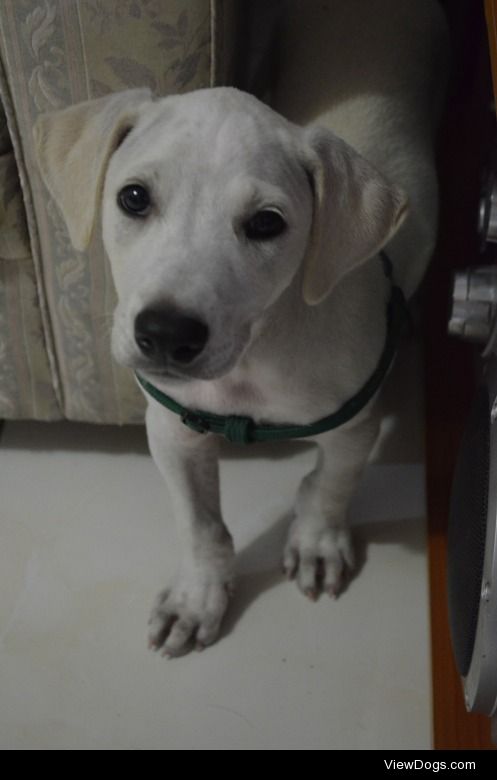 Chase, a Labrador-Aspin (Philippine Streetdog), when he was…