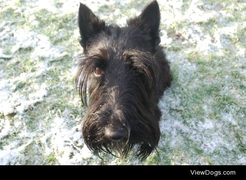 My beautiful Scottish Terrier, Malik <3