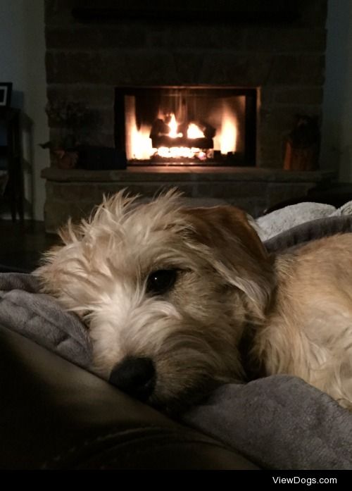 Odie staying warm on a cold winter’s night