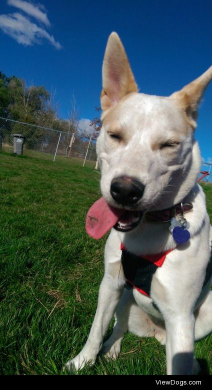 This is my red heeler/husky mix puppy named Karma. This was back…