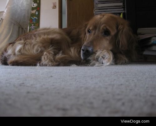 Shadow – Golden Retriever 