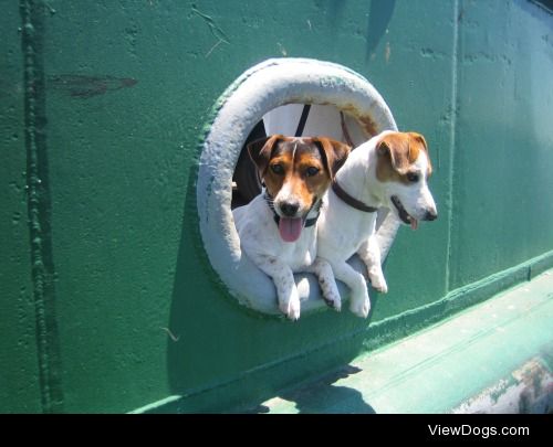 Basil and Bono, (jack russell) when young, learning the…