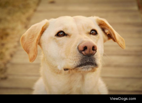 Ella bear,  the beautiful lab cross! 