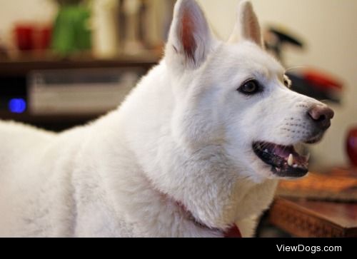 Luna – a Samoyed + Wolf