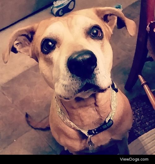 My baby, Macy (: She’s a 7 year old pitbull/lab mix that thinks…