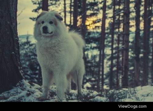 Nanook, he’s a 3-year-old Pyrenean/Samoyed from Norway.