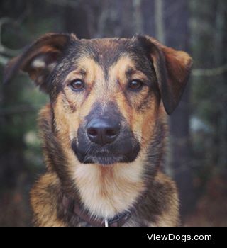 My everything mix brown dog Watson, in the Rocky Mountains of…