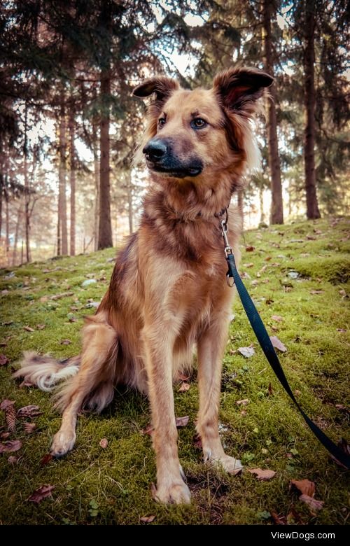 Henry, my mutt :) He’s a rescue from Spain.