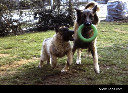 Belgian shepard (Tervuren) Mother and daughter