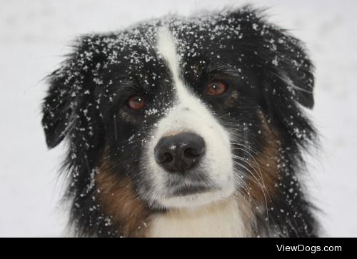 my black tri aussie in the snow