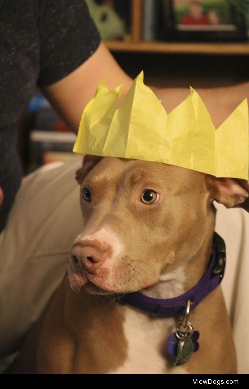 Queen Brekke. Brekke deigned to wear her golden paper crown at…