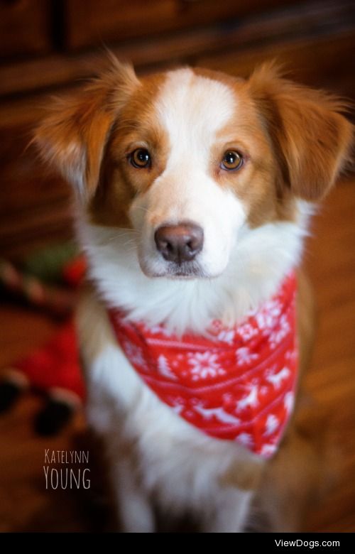 shepherd-tails:

1/3/2014
Wearing her Christmas bandana that she…