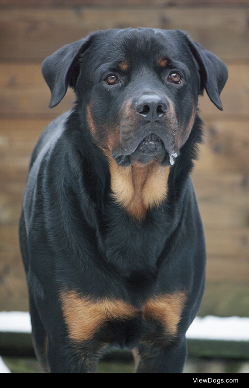 My Rottweiler Badr! For more pictures you could follow my…