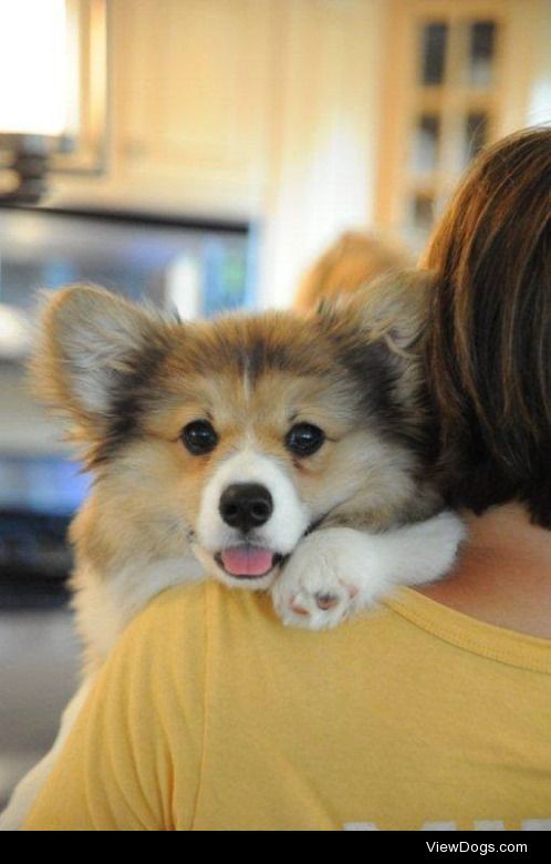 Meet Simon, the long-haired Corgi !