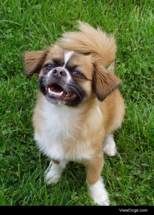 Joe
7 years old Pekinese-Mix from Germany, Wangen im Allgäu