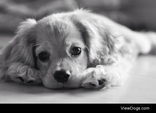 This is Luca! He’s an 8 month old cocker spaniel and…