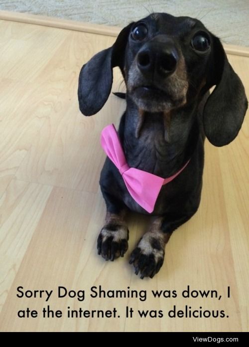 Sorry everyone! Blame the dog.

Hi you guys, We’re so…