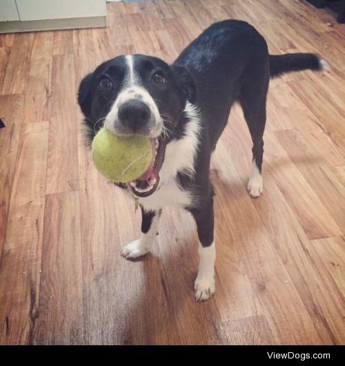 Our beautiful Amelia, a 6 month old medium coat border collie…